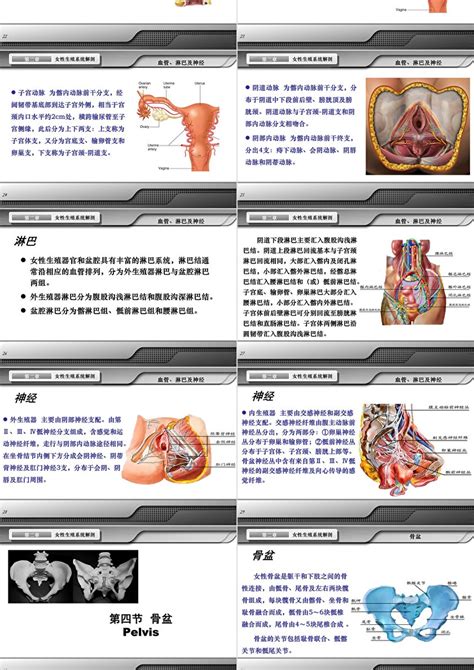 女人洞|解剖学高清图谱 女性生殖系统